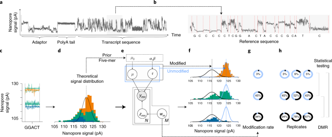 Identification of differential RNA modifications from nanopore direct RNA  sequencing with xPore | Nature Biotechnology