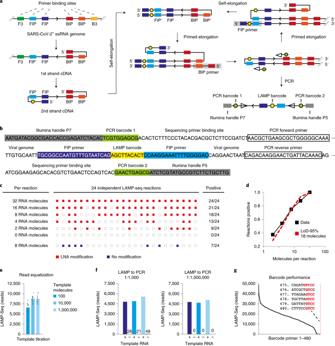 LAMP-Seq enables sensitive, multiplexed COVID-19 diagnostics using  molecular barcoding | Nature Biotechnology