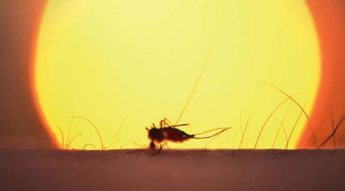 Malaria vaccine wows and seeds...