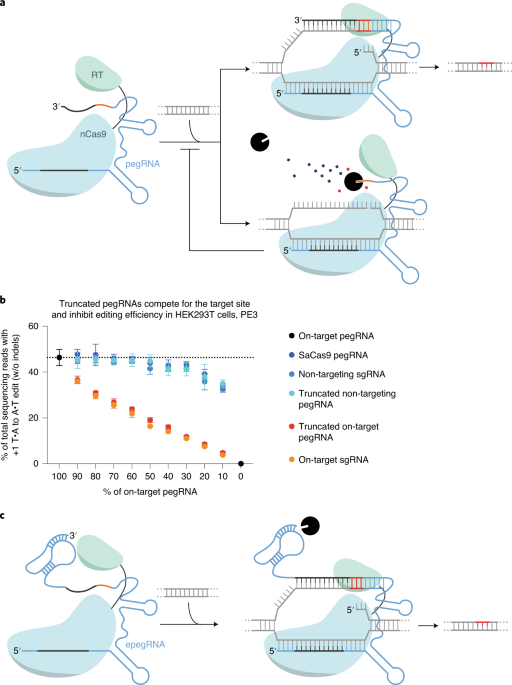 Engineered pegRNAs enhance prime modifying effectivity thumbnail