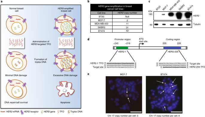 https://media.springernature.com/m685/springer-static/image/art%3A10.1038%2Fs41587-021-01057-5/MediaObjects/41587_2021_1057_Fig1_HTML.png