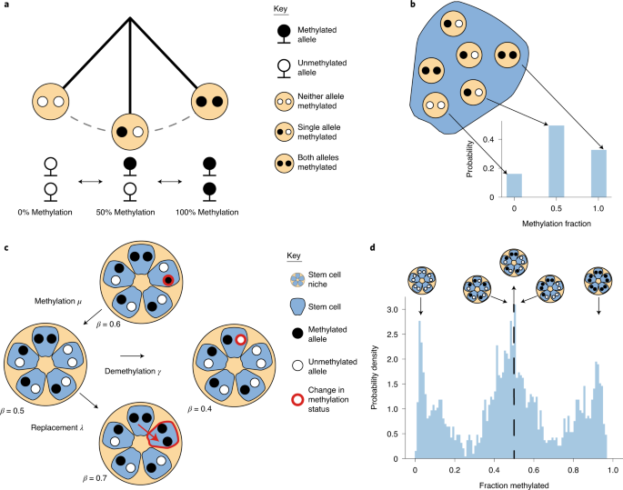 Fluctuating methylation clocks for cell lineage tracing at high temporal resolution in human tissues thumbnail