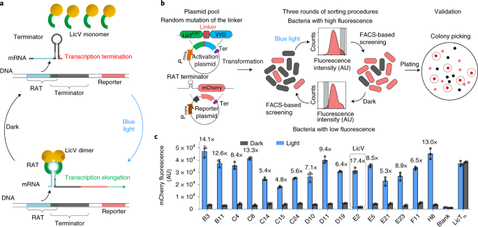 Optogenetic control of RNA function and metabolism using engineered light-switchable RNA-binding proteins thumbnail