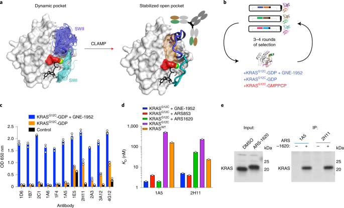 Conformation-locking antibodies for the discovery and characterization of KRAS inhibitors thumbnail