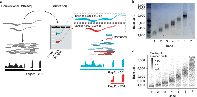 Partitioning RNAs by length improves transcriptome reconstruction from short-read RNA-seq data thumbnail