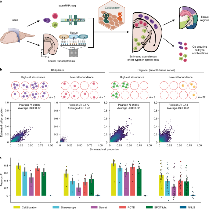 Cell2location maps fine-grained cell types in spatial transcriptomics thumbnail