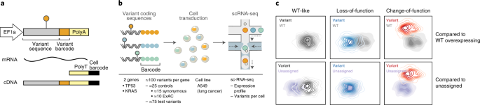 Massively parallel phenotyping of coding variants in cancer with Perturb-seq thumbnail