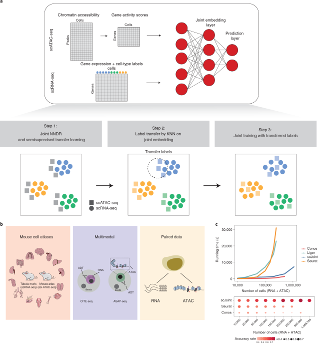 scJoint integrates atlas-scale single-cell RNA-seq and ATAC-seq data with transfer learning thumbnail