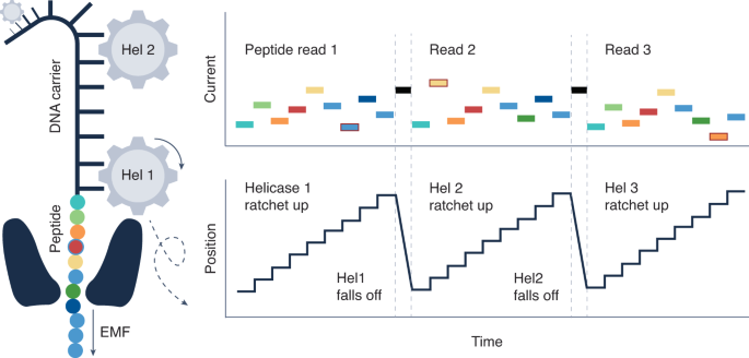 Back and forth with nanopore peptide sequencing thumbnail