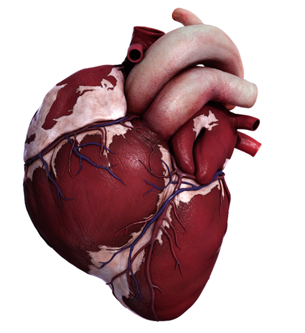 First pig-to-human heart thumbnail