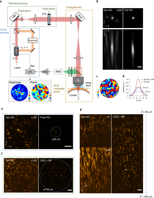Deep tissue multi-photon imaging using adaptive optics with direct focus sensing and shaping thumbnail