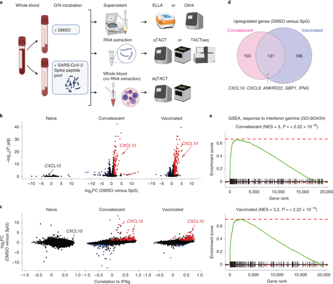 SAS　BC　　Lサイズ　　55 Rapid, scalable assessment of SARS-CoV-2 cellular immunity by