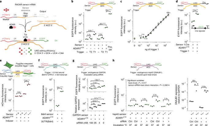 Modular, programmable RNA sensing using ADAR editing in living cells thumbnail