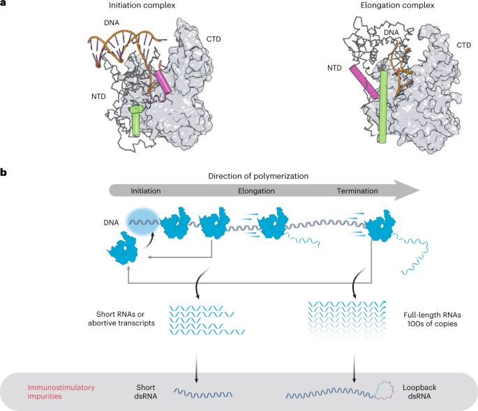 An engineered T7 RNA polymerase that produces mRNA free of 