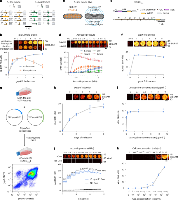 When Wavelengths Collide: Bias in Cell Abundance Measurements Due