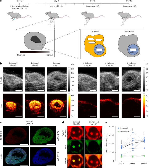 When Wavelengths Collide: Bias in Cell Abundance Measurements Due