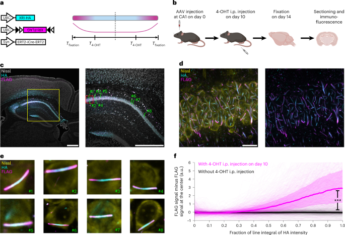 A Versatile Synthetic Affinity Probe Reveals Inhibitory Synapse  Ultrastructure and Brain Connectivity** - Khayenko - 2022 - Angewandte  Chemie International Edition - Wiley Online Library