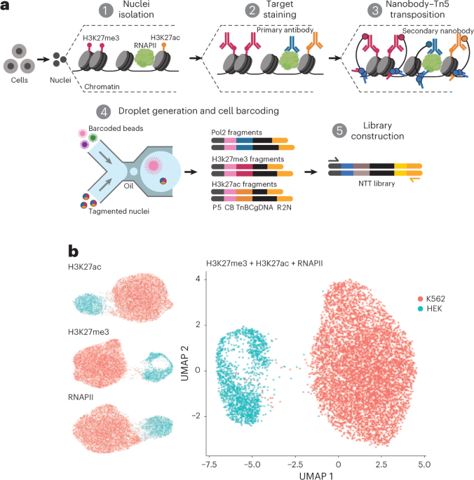 Multiplexed mapping of chromatin features at single-cell resolution thumbnail