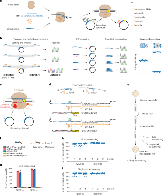 RNA recording in single bacterial cells the utilization of reprogrammed tracrRNAs thumbnail