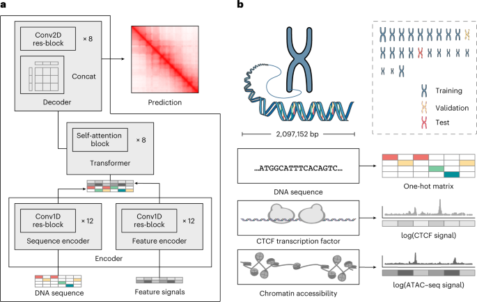 Cell-type-specific prediction of 3D chromatin organization enables  high-throughput in silico genetic screening | Nature Biotechnology