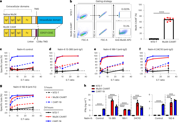 Precision targeting of autoantigen-specific B cells in muscle-specific  tyrosine kinase myasthenia gravis with chimeric autoantibody receptor T  cells | Nature Biotechnology