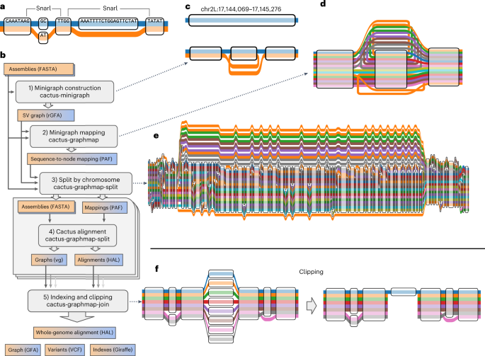Pangenome graph construction from genome alignments with Minigraph-Cactus |  Nature Biotechnology