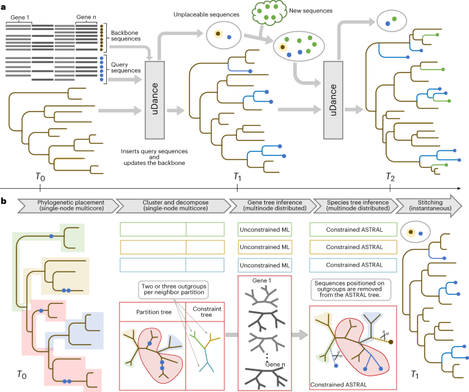 Generation of accurate, expandable phylogenomic trees with uDance thumbnail