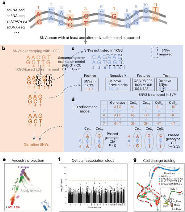 Single-nucleotide variant calling in single-cell sequencing data with Monopogen thumbnail