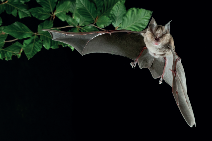 Bat Biotech Takes Flight | Nature Biotechnology