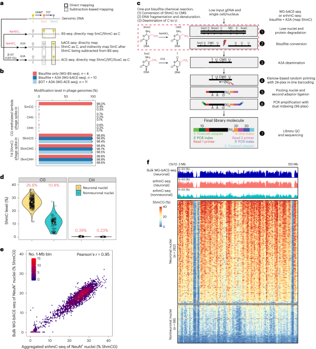 Joint single-cell profiling resolves 5mC and 5hmC and reveals their distinct gene regulatory effects Joint single-cell profiling resolves 5mC and 5hmC and reveals their distinct gene regulatory effects