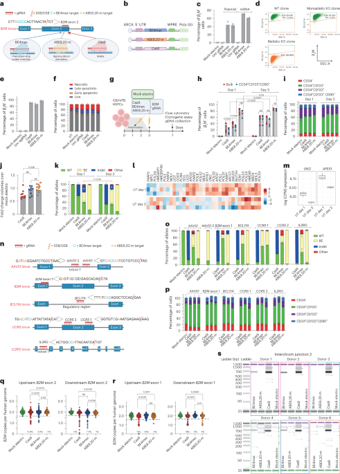 Genotoxic effects of base and prime editing in human hematopoietic stem cells - Nature Biotechnology