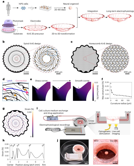 Electronique Kirigami pour l’enregistrement électrophysiologique à long terme d’organoïdes et d’assembloïdes neuraux humains