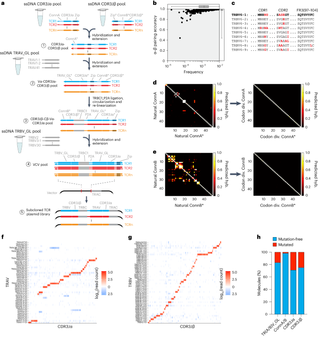 Découverte de récepteurs de lymphocytes T réactifs aux tumeurs par synthèse et criblage de bibliothèques massivement parallèles