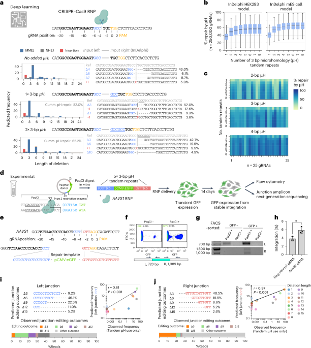Enhanced Genome Integration Using Deep Learning for Microhomology Templates