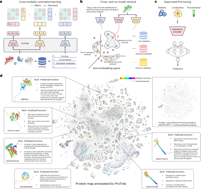 A trimodal protein language model enables advanced protein searches