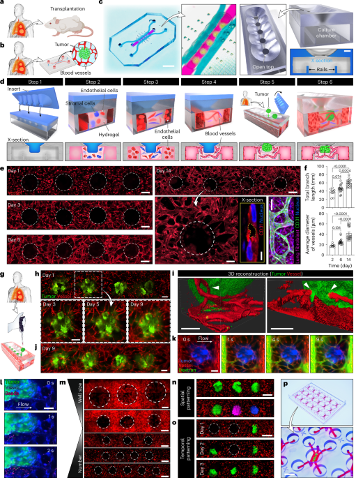 A tumor-on-a-chip for in vitro study of CAR-T cell immunotherapy in ...