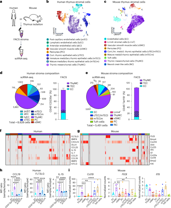 Mesenchymal thymic niche cells enable regeneration of the adult thymus and T cell immunity – Nature Biotechnology Mesenchymal thymic niche cells enable regeneration of the adult thymus and T cell immunity – Nature Biotechnology
