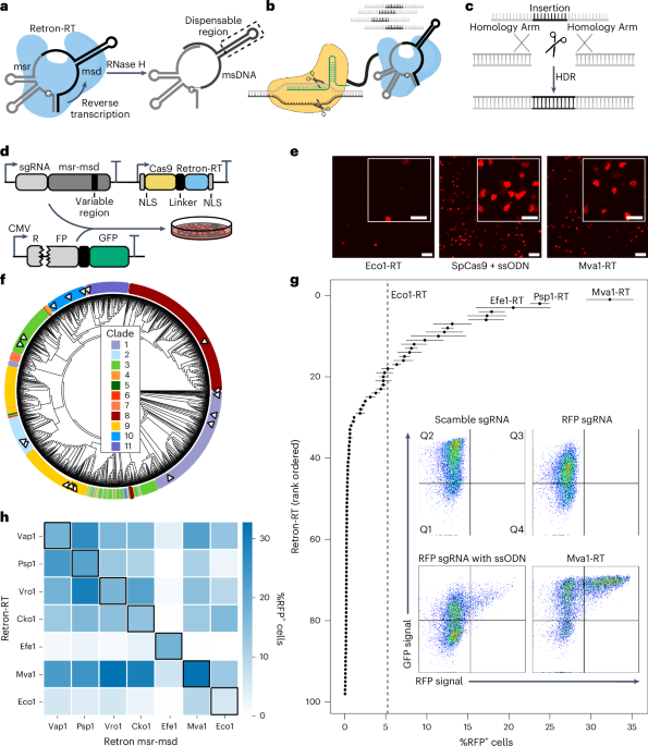 Discovery and engineering of retrons for precise genome editing - Nature Biotechnology