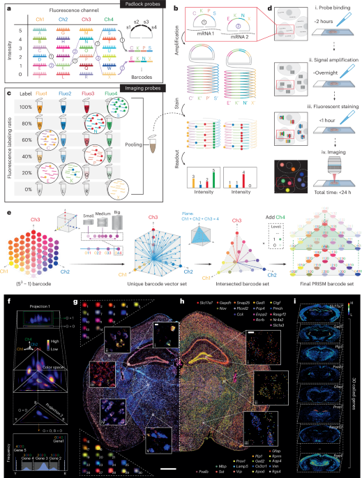 High-plex spatial RNA imaging in one round with conventional microscopes using color-intensity barcodes – Nature Biotechnology High-plex spatial RNA imaging in one round with conventional microscopes using color-intensity barcodes – Nature Biotechnology