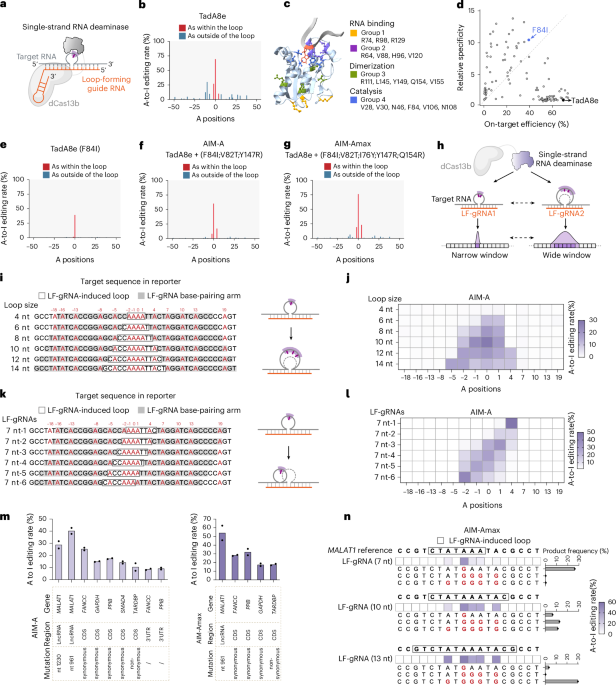 Single-strand deaminase-assisted editing for functional RNA manipulation – Nature Biotechnology