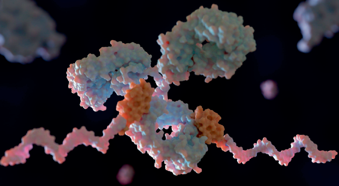 Now with oligos: antibody–oligonucleotide conjugates are the brand new drug modality to observe – Nature Biotechnology