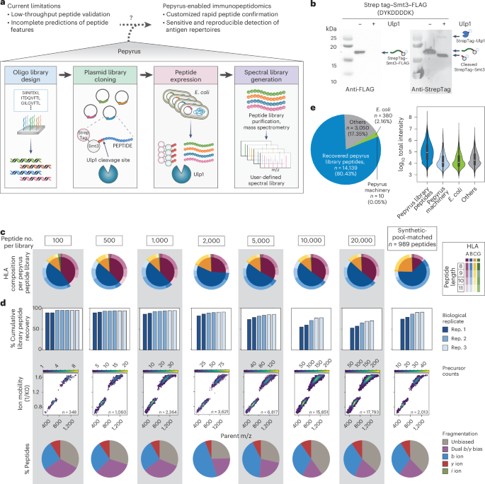 Sensitive detection of cancer antigens enabled by user-defined peptide libraries - Nature Biotechnology