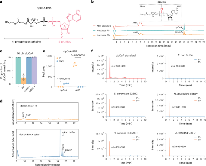Quantification and transcriptome profiling reveal abundant, dynamic and translatable dephospho-CoA-capped RNAs