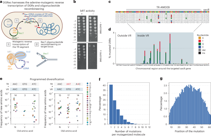 Range-generating retroelements for programmable focused hypermutagenesis – Nature Biotechnology