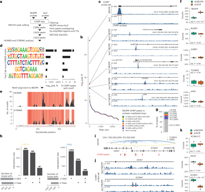 A new check on long noncoding RNA maps finds the probes may have been fooling us