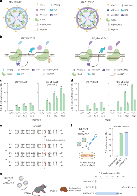 Environment friendly in vivo cytosine base enhancing utilizing virus-like particles with uracil DNA glycosylase inhibition – Nature Biotechnology
