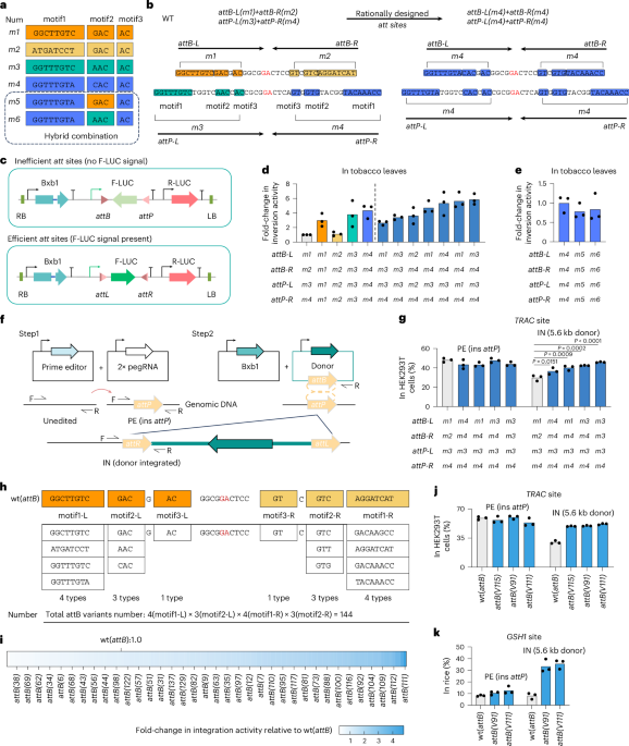 Engineered genomic attachment sites for site-specific recombinases enable high-efficiency integration in plants and human cells – Nature Biotechnology