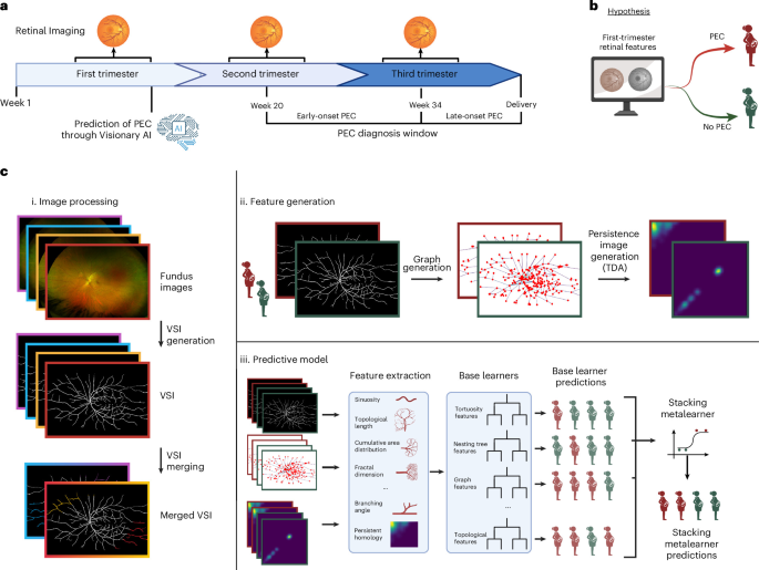 Decoding systemic vascular health and hypertensive disorders in pregnancy through retinal imaging and Visionary AI