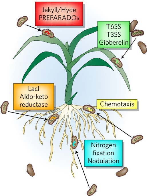 bacterial genomics of plant