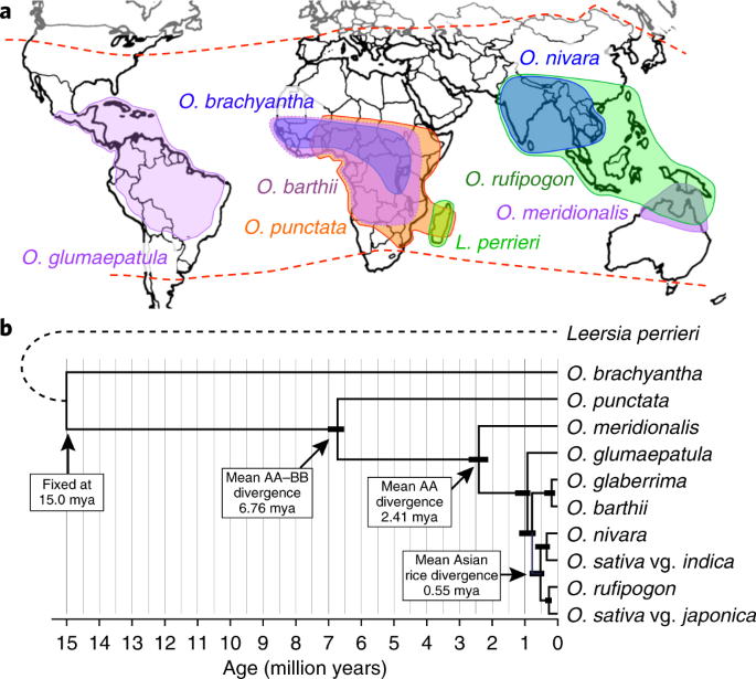 Genomes Of 13 Domesticated And Wild Rice Relatives Highlight Genetic Conservation Turnover And Innovation Across The Genus Oryza Nature Genetics
